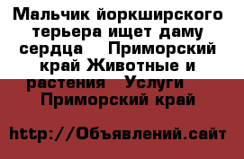 Мальчик йоркширского терьера ищет даму сердца  - Приморский край Животные и растения » Услуги   . Приморский край